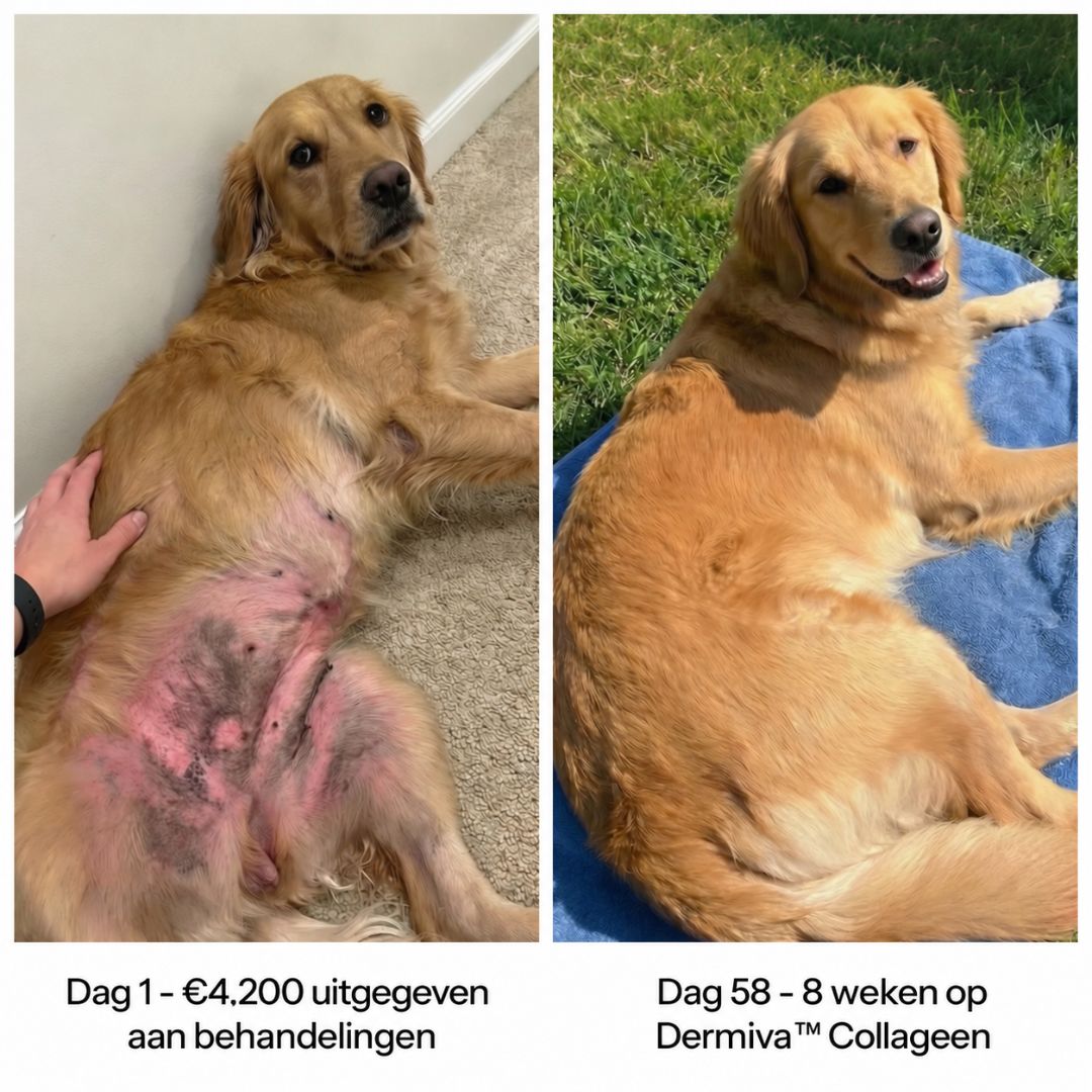 Dermiva™ | Vloeibaar Collageen voor Honden