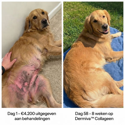 Dermiva™ | Vloeibaar Collageen voor Honden