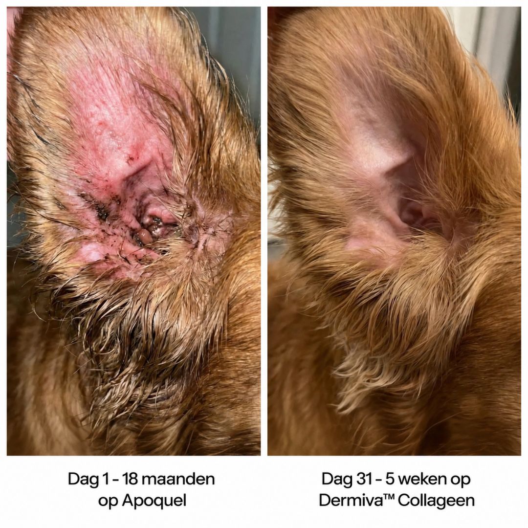 Dermiva™ | Vloeibaar Collageen voor Honden