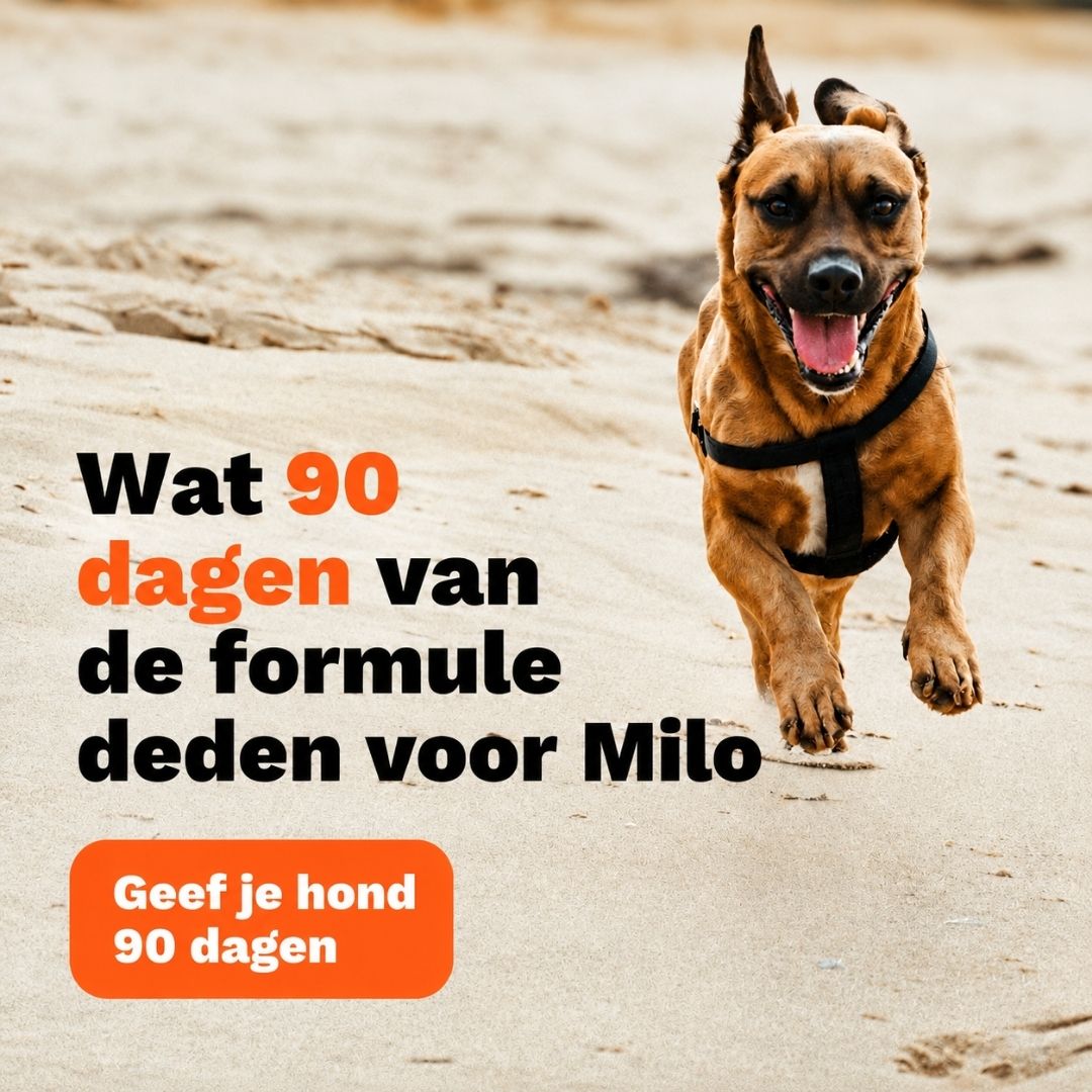 Caniva™ | Gewrichtspoeder voor Honden