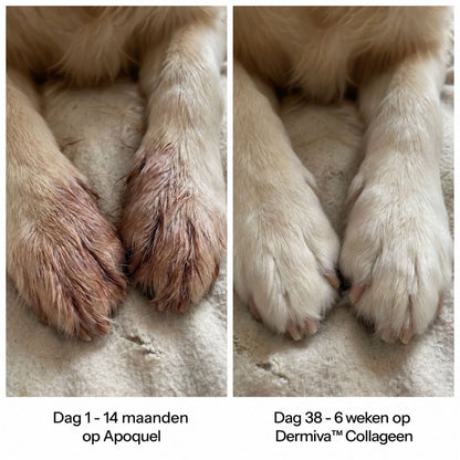 Dermiva™ | Vloeibaar Collageen voor Honden